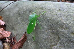 Imagem de Phyllophorina kotoshoensis Shiraki 1930