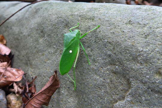 Sivun Phyllophorina kuva