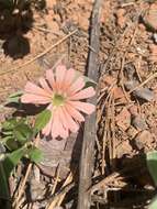 Image of Klamath Mountain catchfly