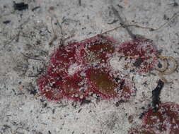 Image de Drosera magna