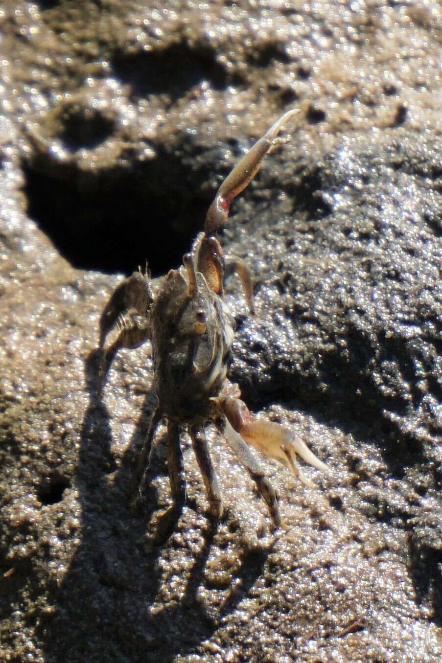 Imagem de Macrophthalmus (Mareotis) setosus H. Milne Edwards 1852