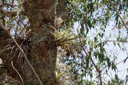 Image of Tillandsia sphaerocephala Baker