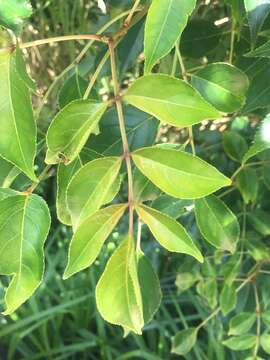 Imagem de Staphylea japonica (Thunb.) Mabb.