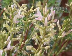 Astragalus lentiginosus var. yuccanus M. E. Jones的圖片