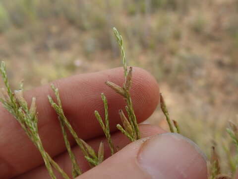 Image de Elytropappus adpressus Harv.