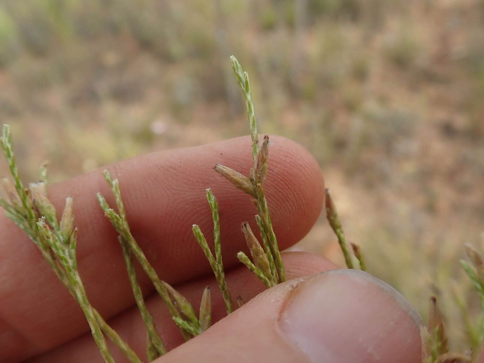 Image de Elytropappus adpressus Harv.