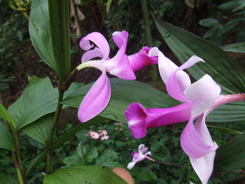 صورة Sobralia decora Bateman