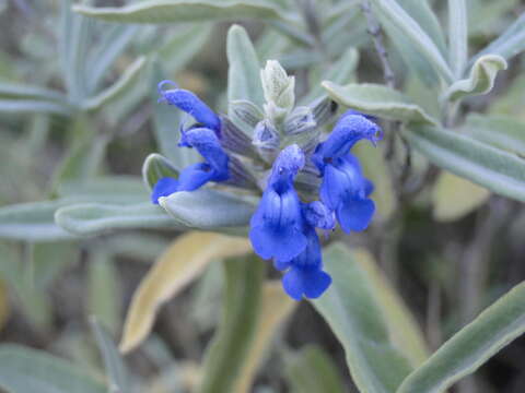 Imagem de Salvia coulteri Fernald