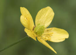 Image of Sacramento Valley Buttercup