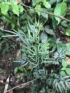 Image of Pteris ensiformis var. victoriae Bak.