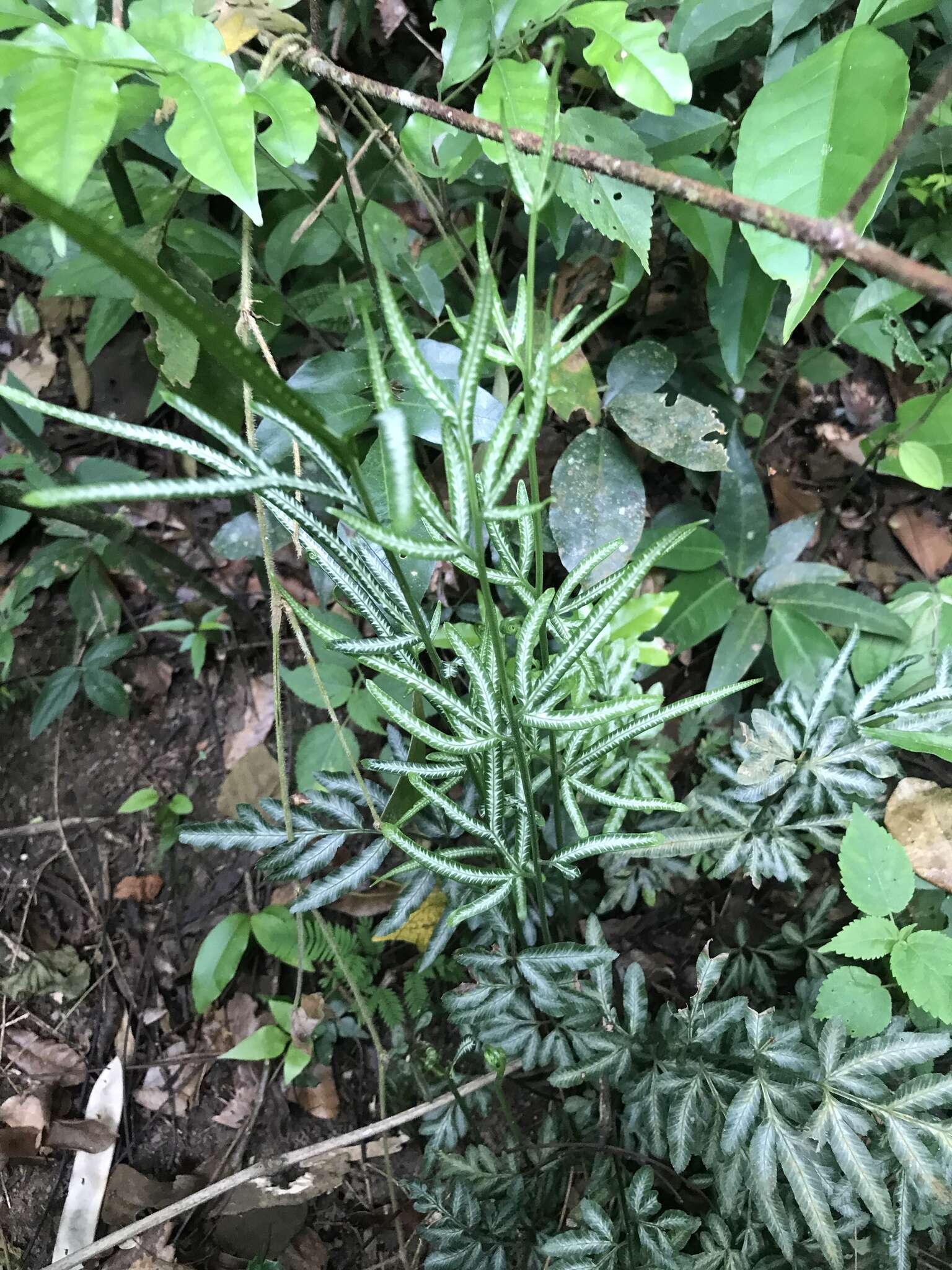 Image of Pteris ensiformis var. victoriae Bak.