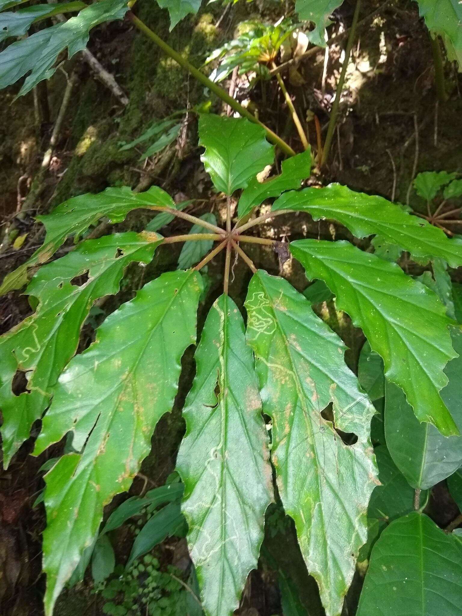 Image of Begonia carolineifolia Regel