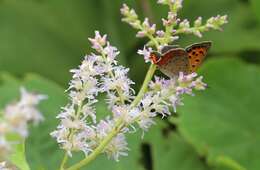 Image of Astilbe microphylla Knoll