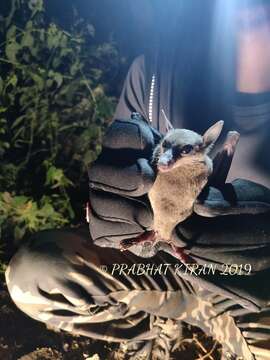 Image of lesser dawn bat