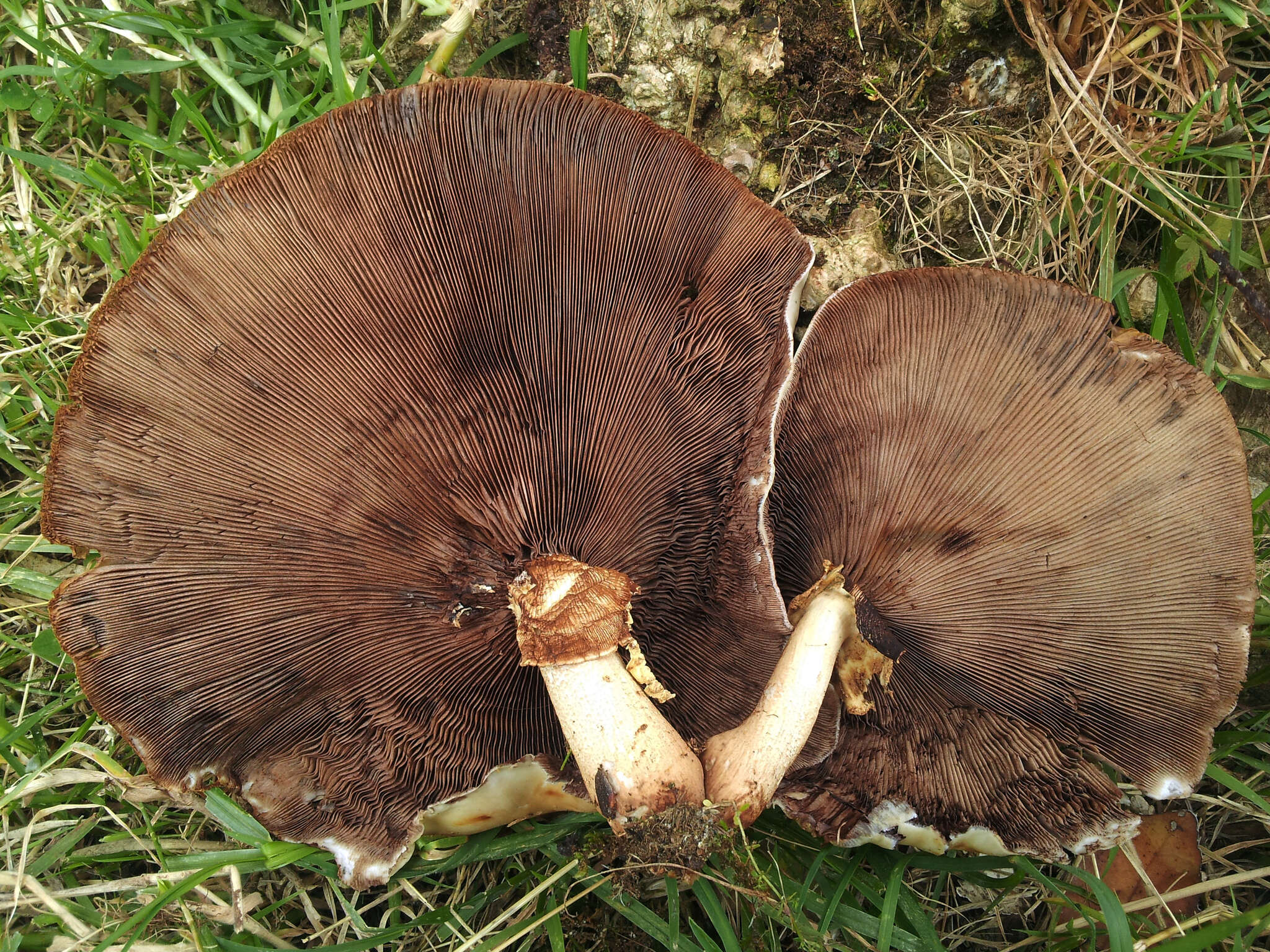 Image de Cyclocybe parasitica (G. Stev.) Vizzini 2014