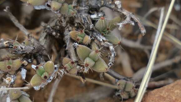 Imagem de Trichodiadema rogersiae L. Bol.