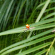 Image of Argyrodes flavescens O. Pickard-Cambridge 1880