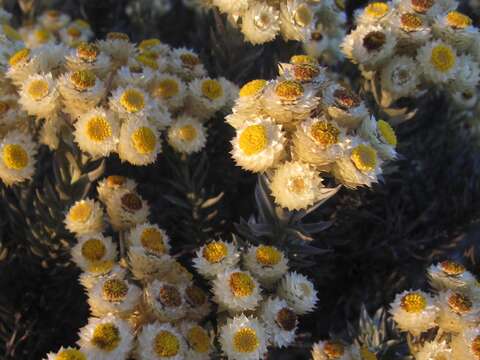 Image of Achyranthemum mucronatum