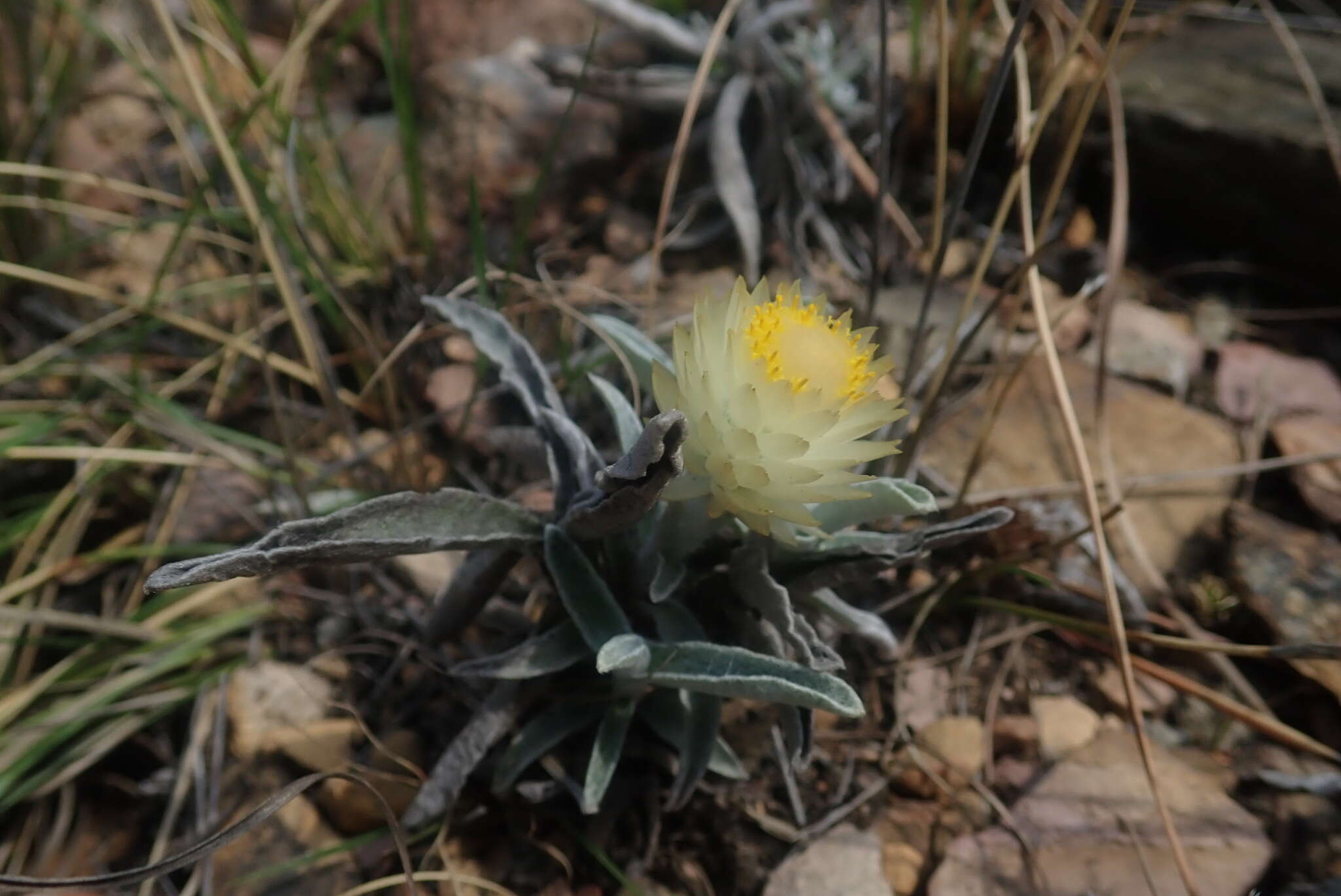 Image of Helichrysum swynnertonii S. Moore