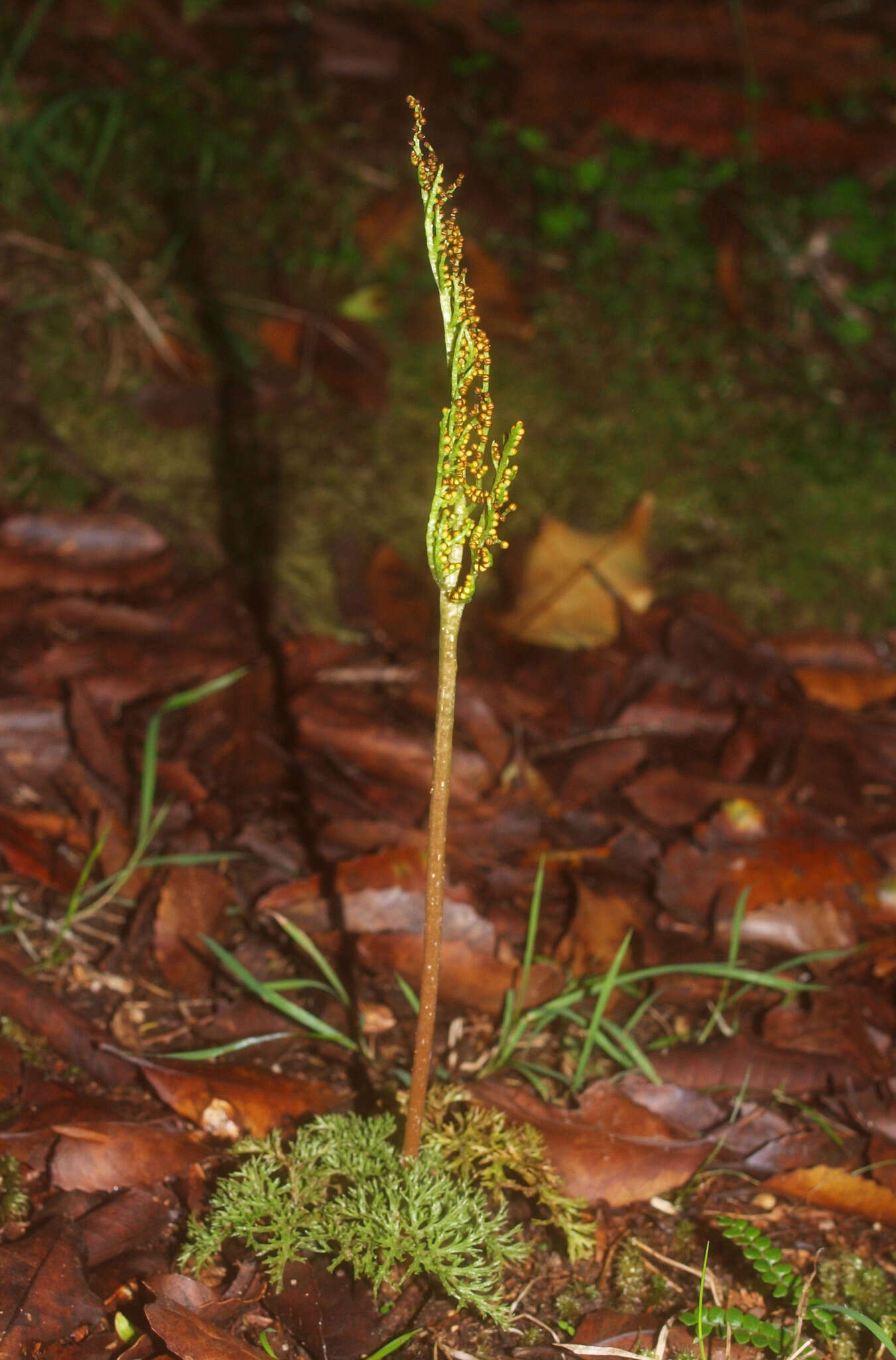 Image of Sceptridium biforme Lyon