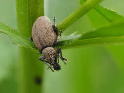 Image of lovage weevil