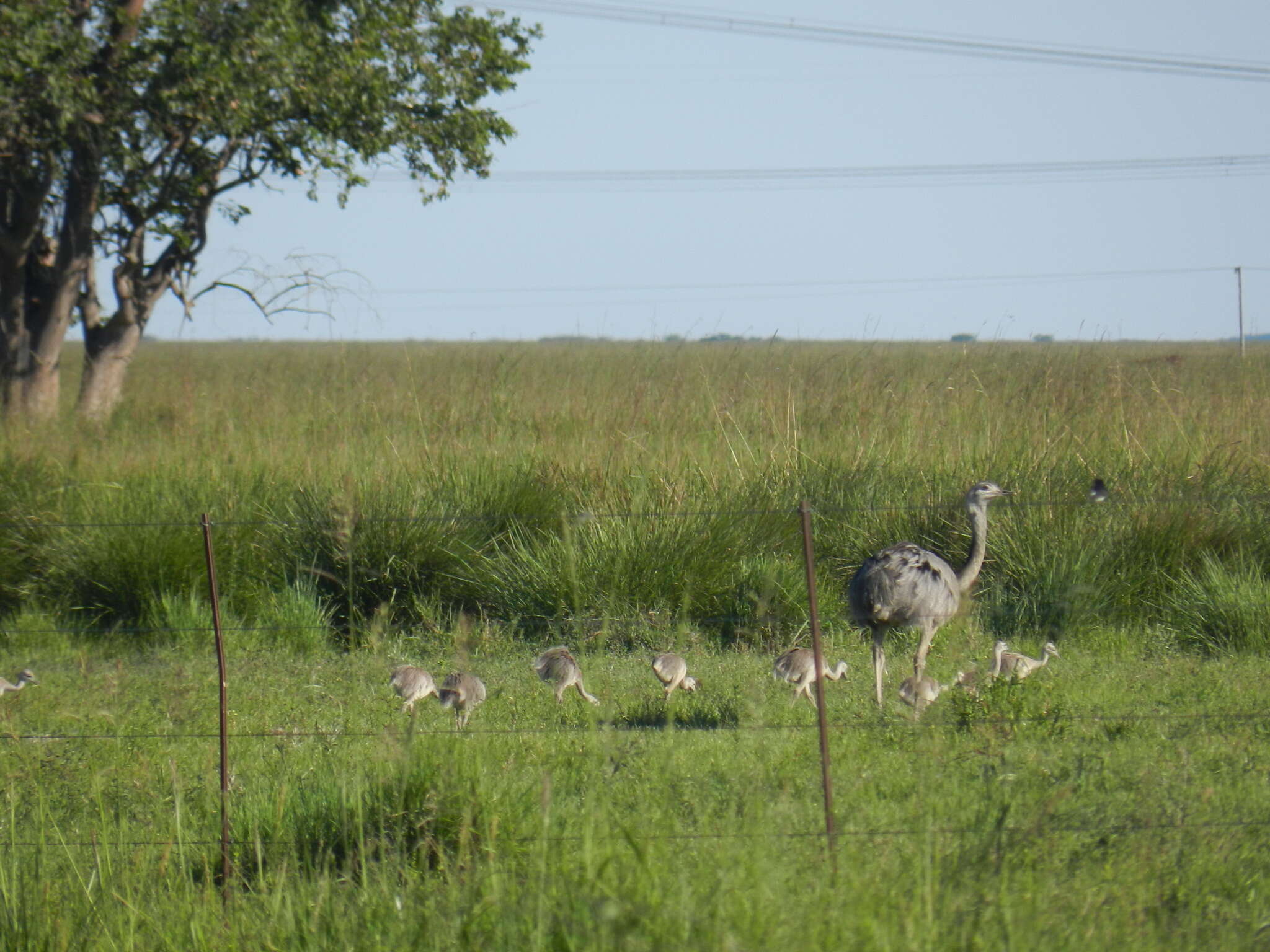 Image of Common Rhea