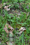 Image of Ophrys sphegodes subsp. epirotica (Renz) Gölz & H. R. Reinhard