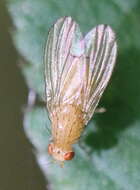 Image of Tricholauxania