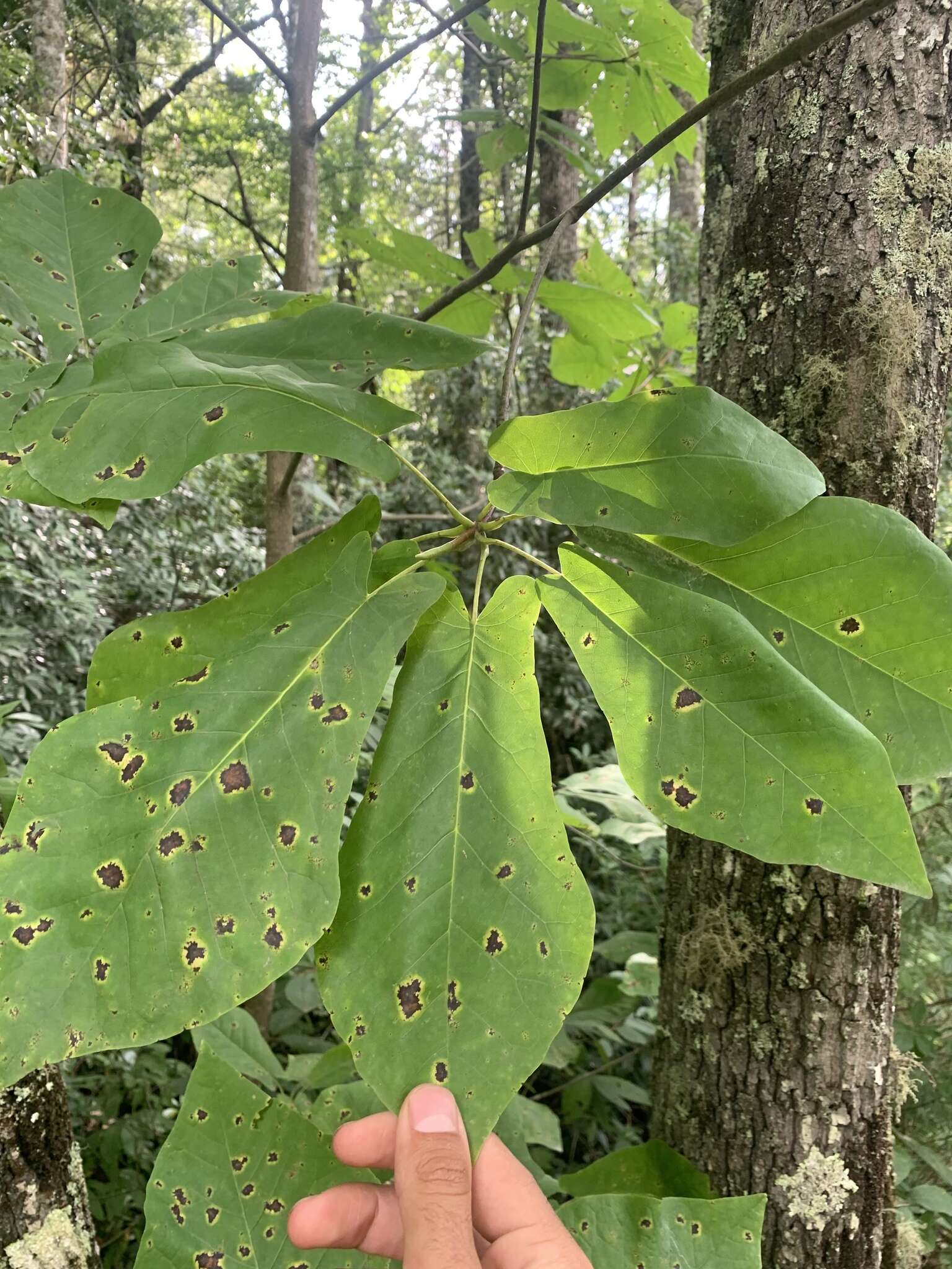 Image of Magnolia fraseri var. fraseri