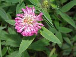 Imagem de Trifolium medium L.