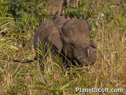 Image of Indian elephant