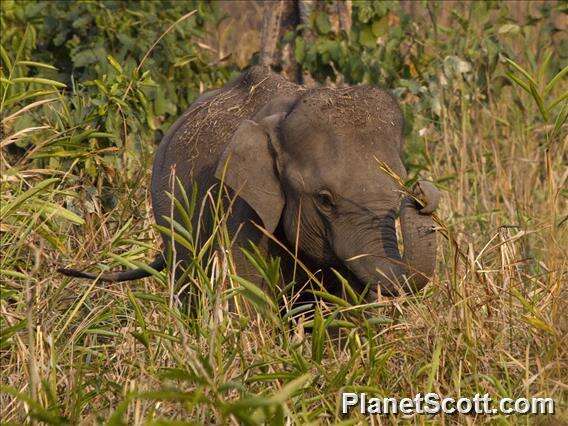 Image of Indian elephant