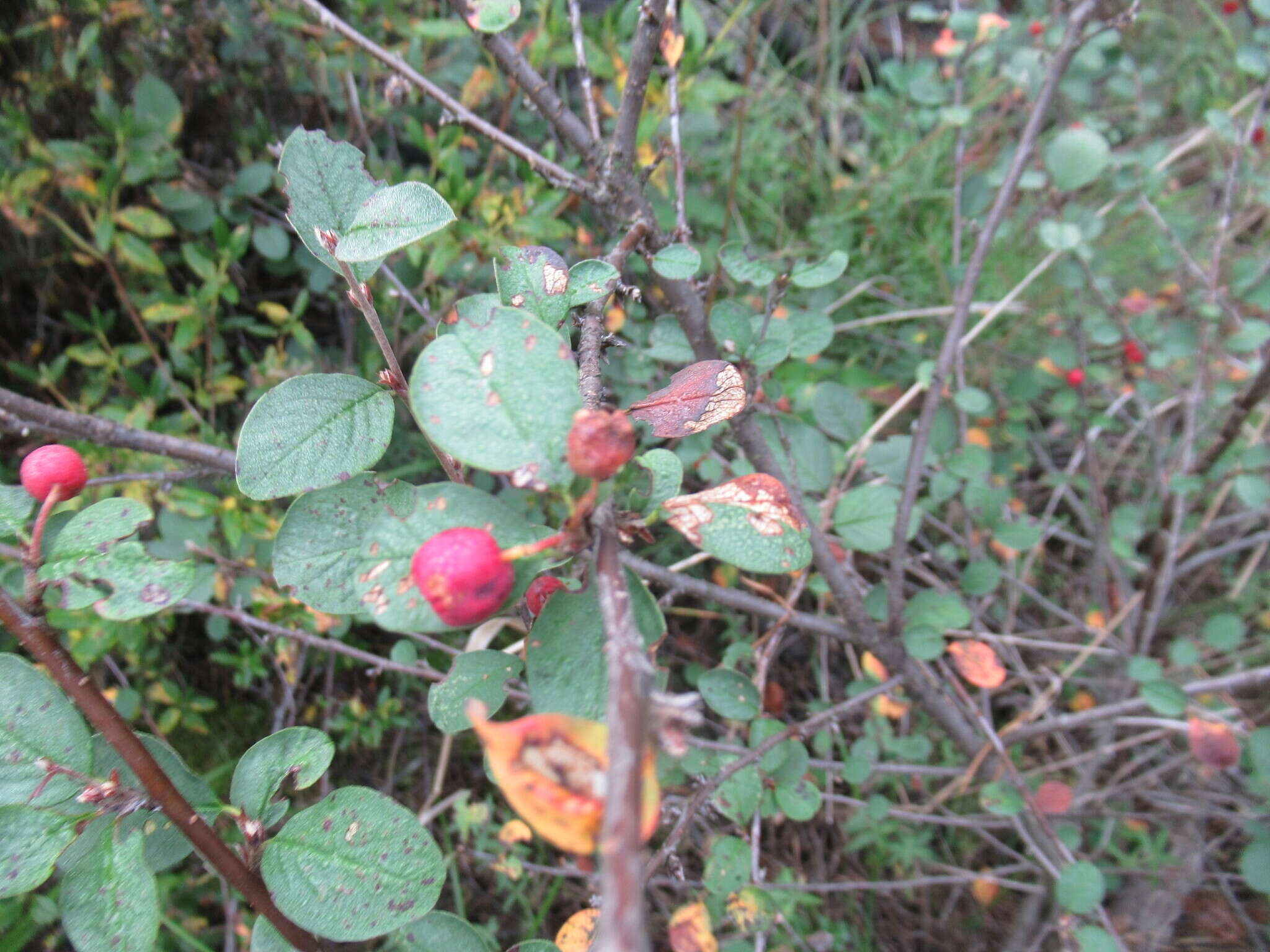 Image of Cotoneaster uniflorus Bunge