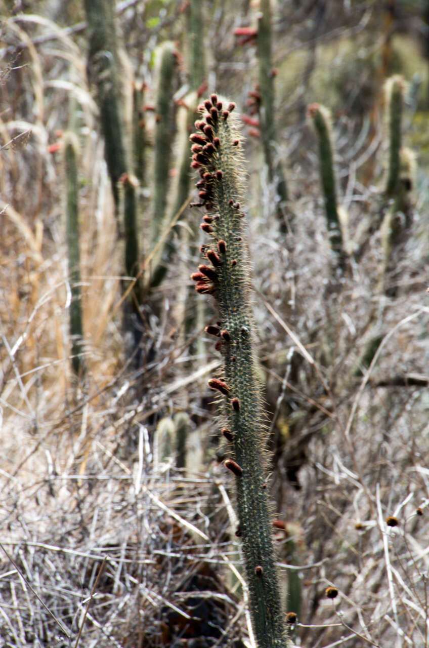 صورة Cleistocactus buchtienii Backeb.