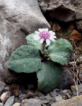 Image de Senecio varicosus L. fil.