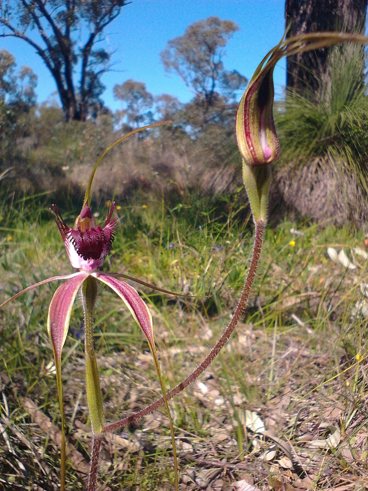 Image of Carousel spider orchid