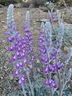 Image of Panamint Mountain lupine