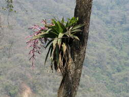 Imagem de Tillandsia australis Mez