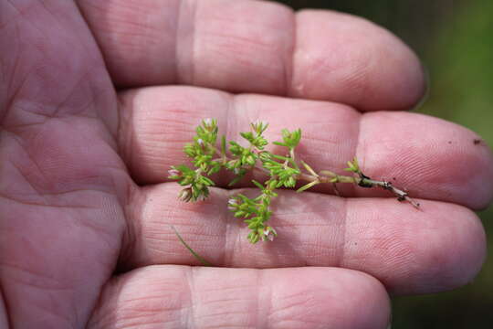 Image of Cerastium capense Sond.