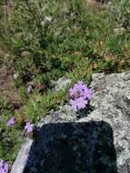 Image of Glandularia mendocina (Phil.) Covas & Schnack