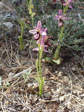 Image of Ophrys flavicans Vis.