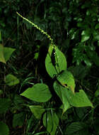 Image de Persicaria virginiana (L.) Gaertner