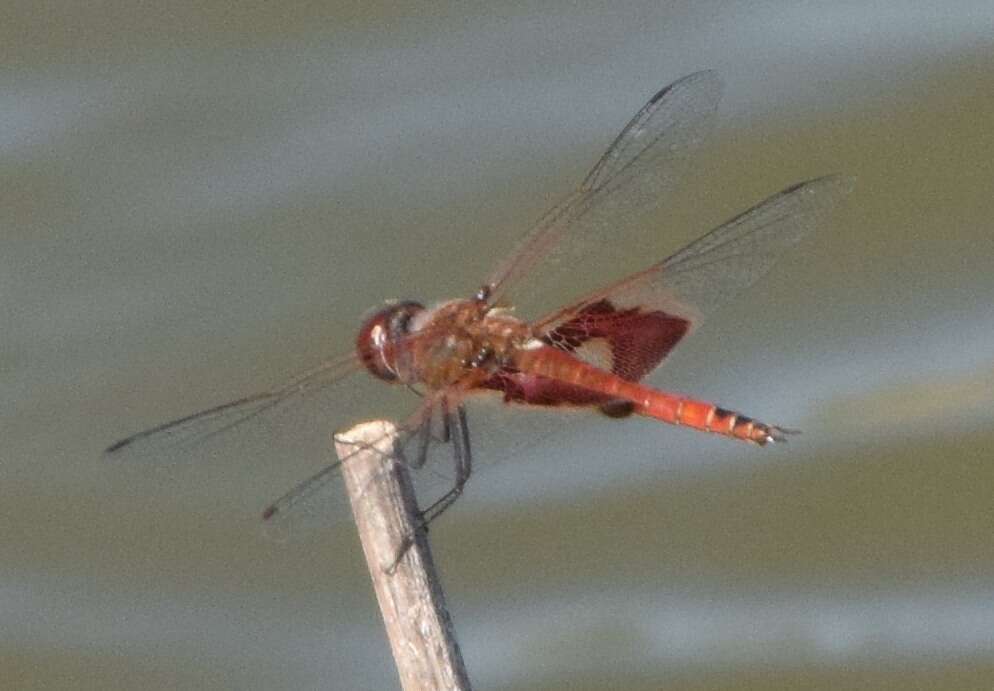 Image of Red Saddlebags