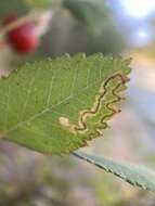 Sivun Stigmella centifoliella (Zeller 1848) Beirne 1945 kuva