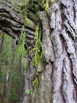 Image of Phlegmariurus varius (R. Br.) A. R. Field & Bostock