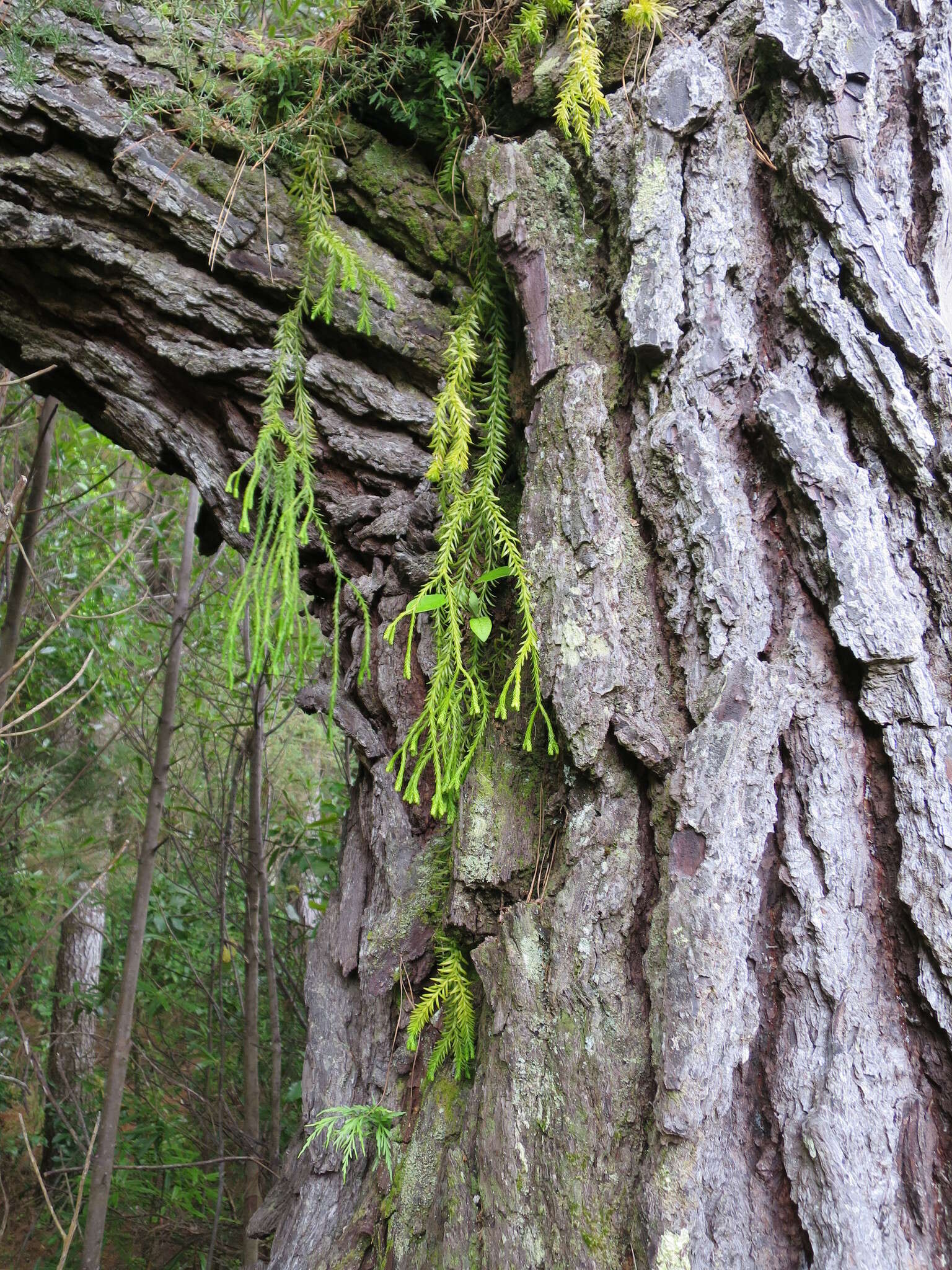 Image de Phlegmariurus varius (R. Br.) A. R. Field & Bostock