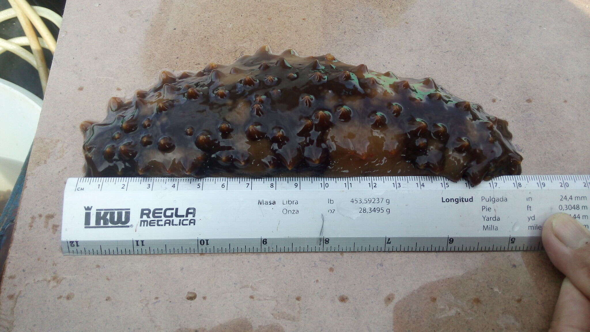 Image of Brown Sea Cucumber