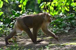 Image of Northern Pig-tailed Macaque