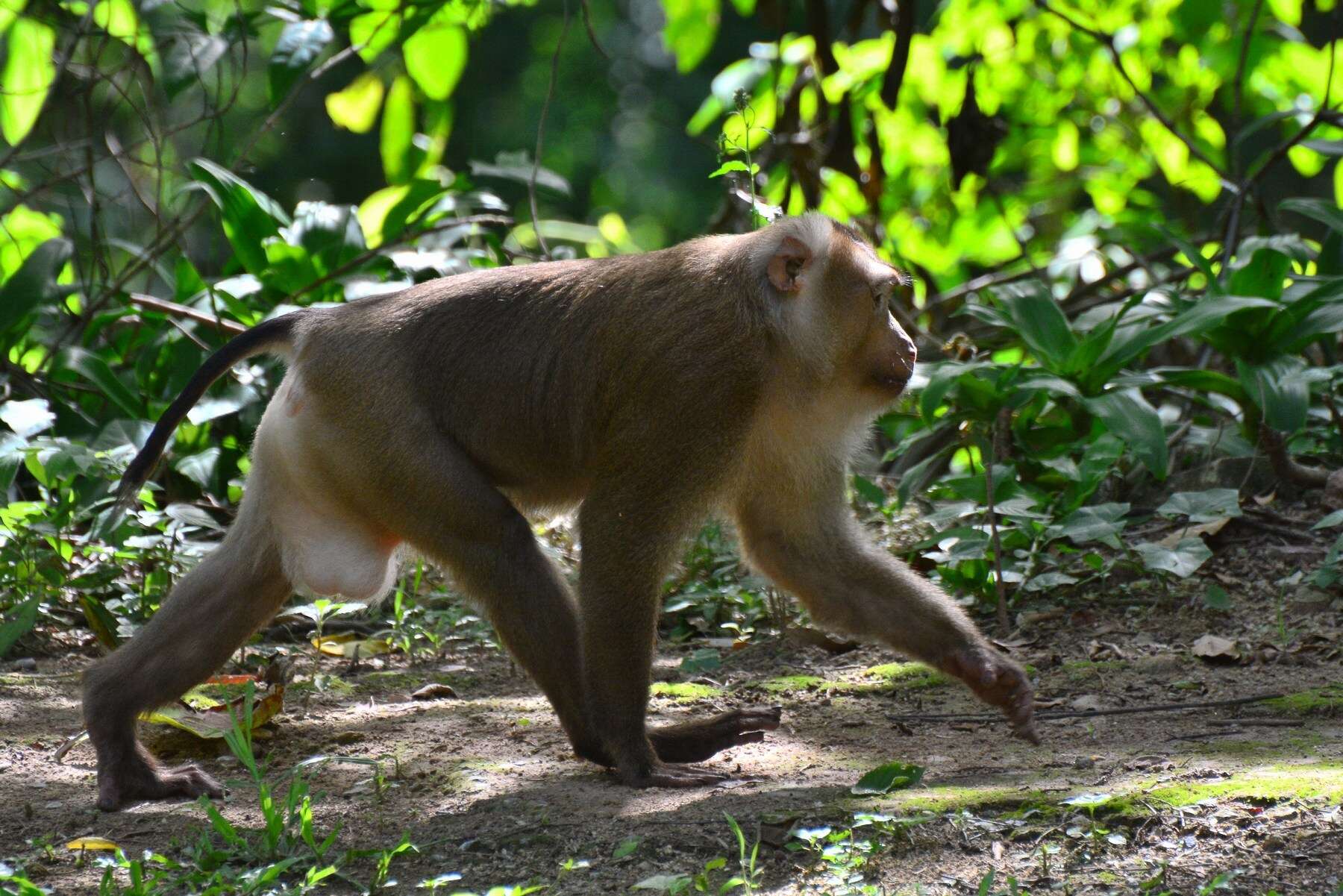 Image of Northern Pig-tailed Macaque