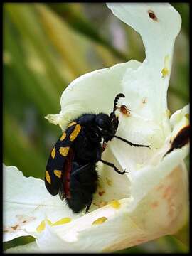 Ceroctis capensis resmi